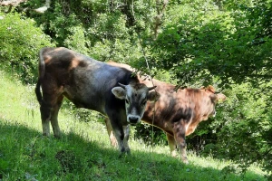 Gatačko goveče