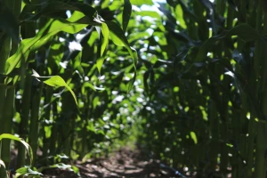 Najveća farma u EU, Agricost