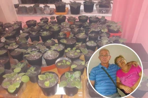 Afričke ljubičice Seada Elezovića