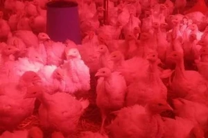 Farma tovnih purana