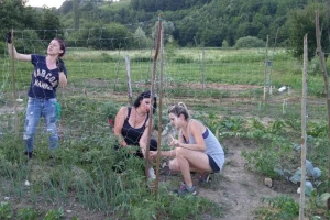 Prva urbana bašta u BiH: Kako su građani od zapuštenog gradskog zemljišta napravili vrt prepun povrća uzgojenog na bio način