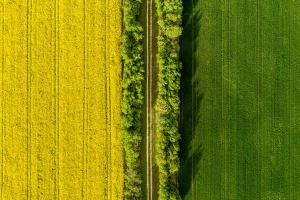 Iznad polja uljane repice