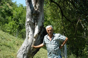 Stoljetna jabuka kao uspomena na pretke
