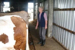 Farma krava Seade i Smaje Fajkovića