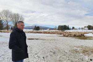 Obitelj Romić iz Kupresa najveći proizvođači ovčijeg mlijeka u BiH