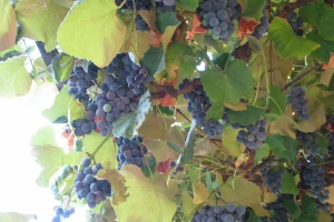 Vinogradarke