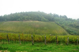 Berba grozdja