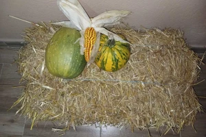 "Muzej sjemena" Zavidovići