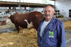Mališa, trogodišnji bik od čak 1.550kg