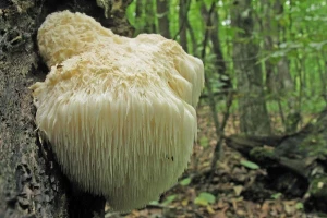 OPG Istra Mushrooms