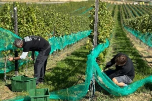 Berba grožđa u vinogradu "Knebu" na 965 mnv