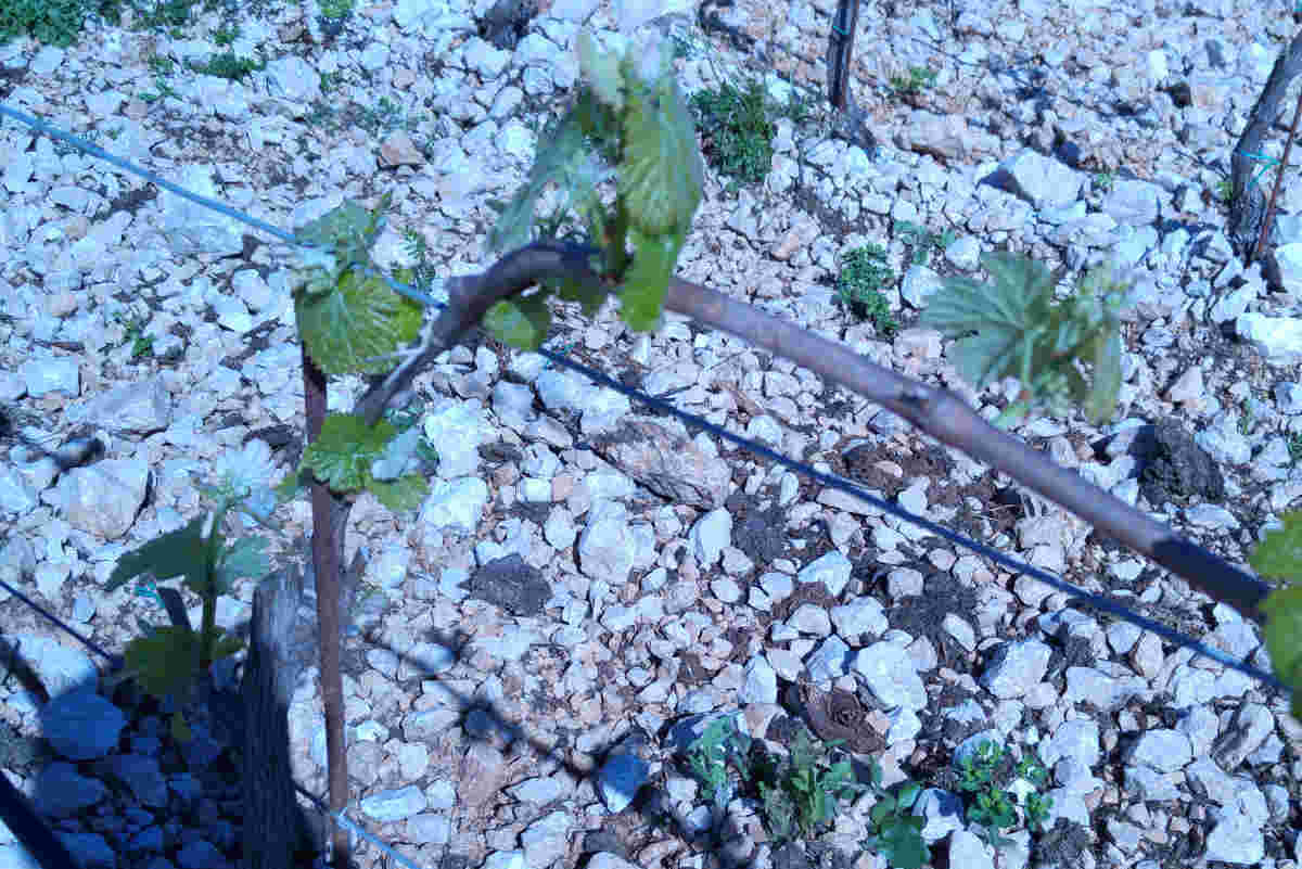 Cabarnet sauvignon