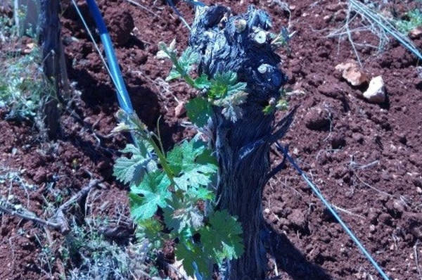 Cabernet Sauvignon