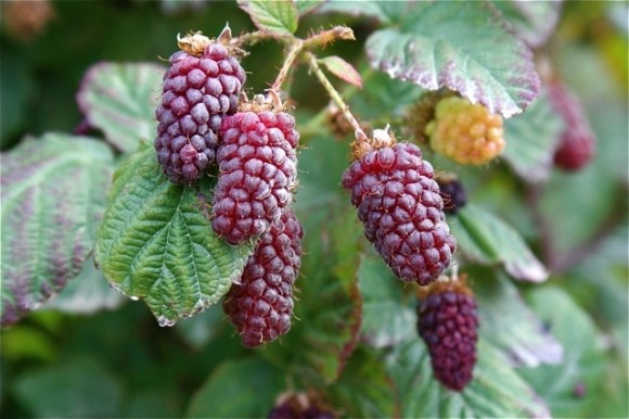 tayberry