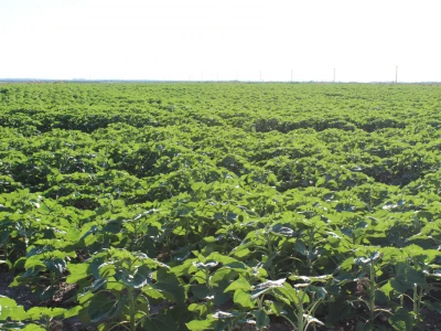 Sopema Agriculture, Arnaud Perrein