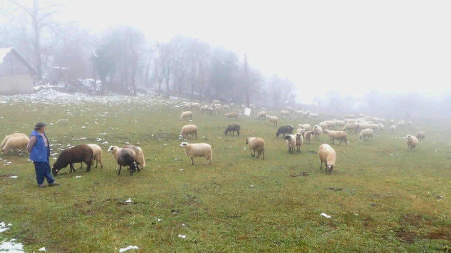 ovce na pa&scaron;i