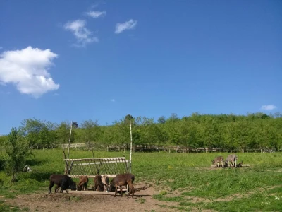 Mali farmer - ideja postala najbolji biznis plan