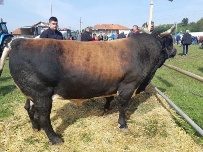 11. izložba stočarstva i ruralno stvaralaštva "Gračanica - Doboj Istok 2022"