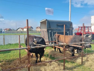 13. Izložba stočarstva i ruralnog stvaralaštva Gračanica - Doboj Istok 2024