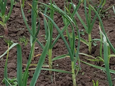 farma-alpnika-3