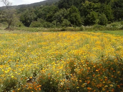 Polje nevena