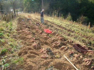 Vađenje batata.