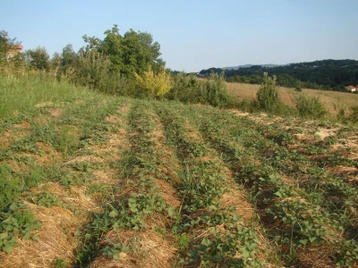 Polje batata.