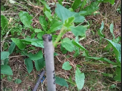 Kalemljenje smokve