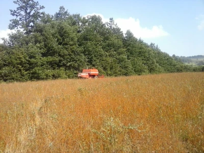 Žetva heljde