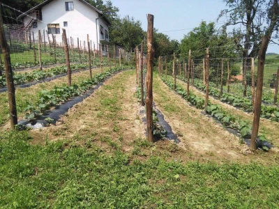 Potpisivanje ugovora za proizvodnju kornišona