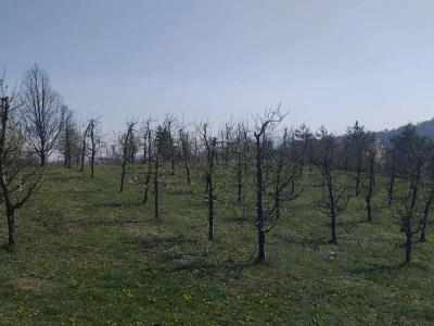 Cvjetanje voća