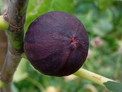 Reznice Smokava