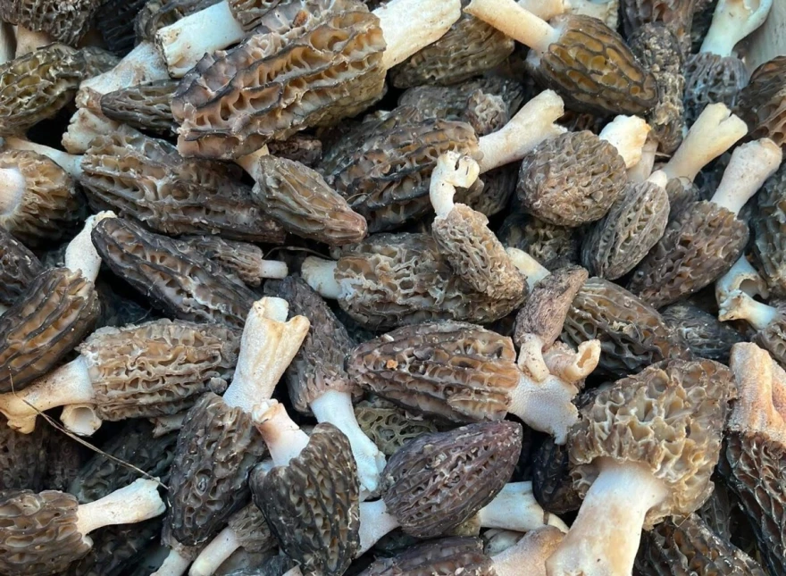 smrčak