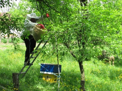 Hvatanje roja