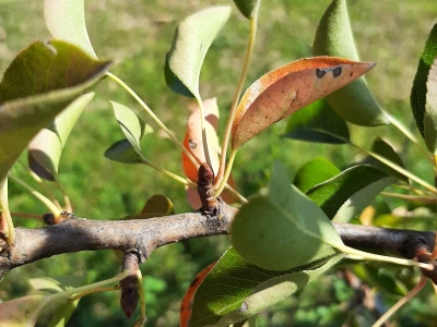 Prihrana ureom u voćnjacima nakon berbe