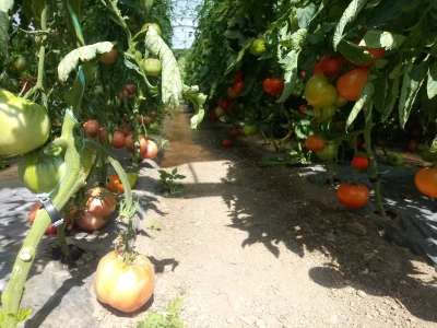Prva godina u plasteničkoj proizvodnji je ubjedljivo najteža