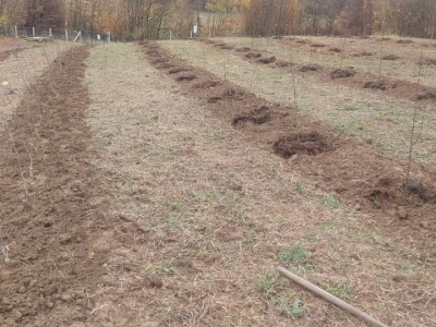 Krečenje voća