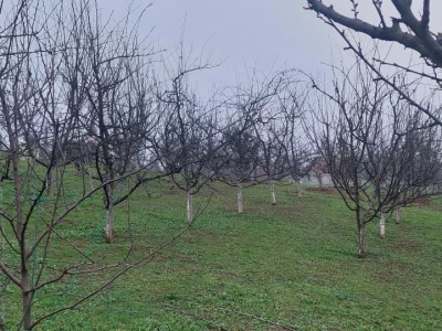 Krečenje voća