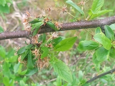 Štetočine šljiva