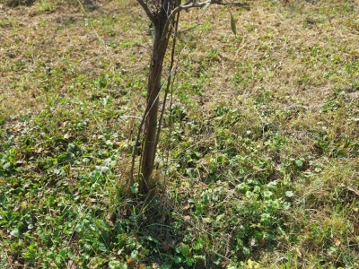 Kako špaga može da napravi problem stablu?