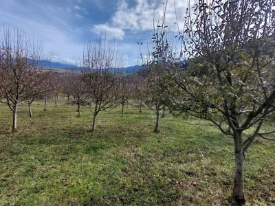 Retrovegetacija voća