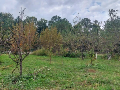 Retrovegetacija voća