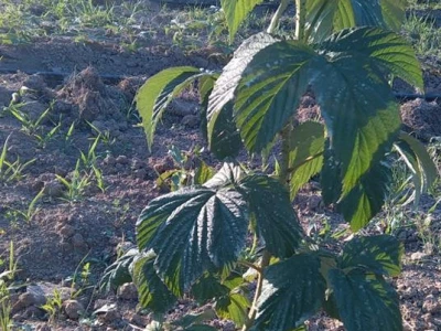 etqan11