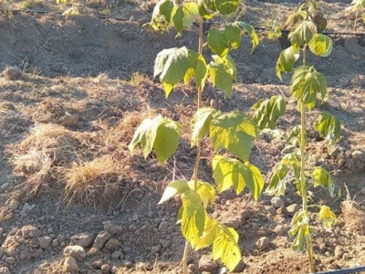 etqan50