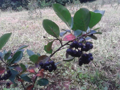 Aronija