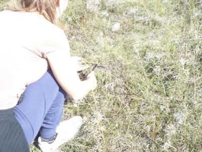 Prikupljanje ljekovitog bilja