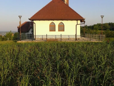 ajdin-mesic-bijeli-luk7