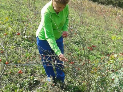 Pekmez od šipka sa plantaže Duške Šurlan