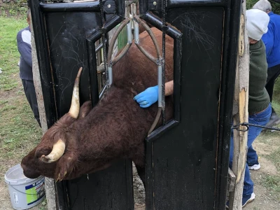 Ohran - Salers Ranch Gornji Vakuf