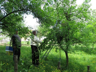 Hvatanje roja